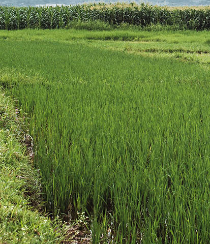 campo sembrado de arroz