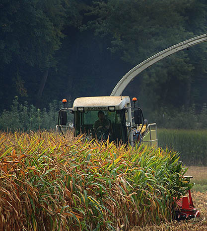 Tractor recolectando el maiz