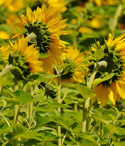Nuestro campo sembrado de girasoles