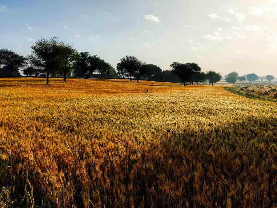 Nuestro campo amarillento