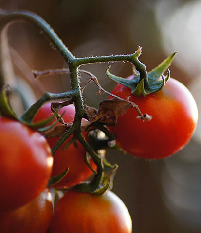 Nuestros tomates recolectados